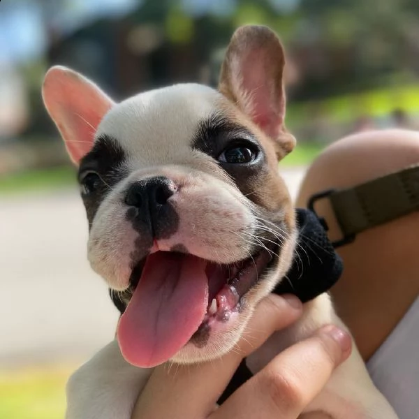  regalo bouledogue francese | Foto 0
