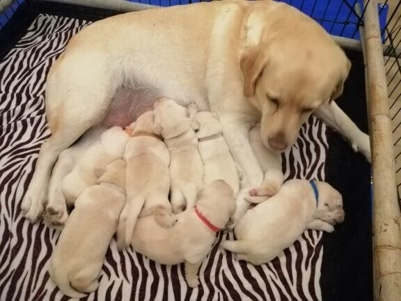 disponibili meravigliosi cuccioli di labrador