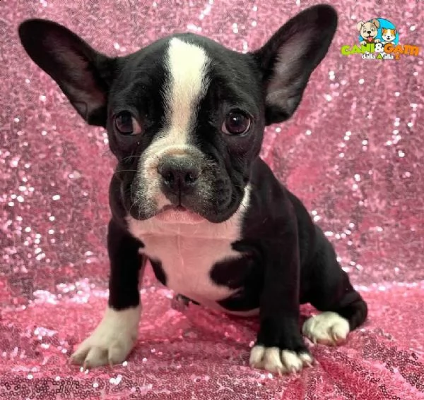  bulldog francese bouledogue nero & bianco 