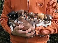 cucciolo di pincher chiwawa mini toy 