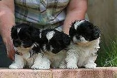 ottimo cucciolo di shitzu mini toy