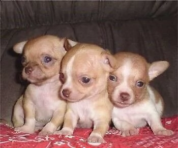 bellissimo cucciolo di pincer chiwawa mini mini toy
