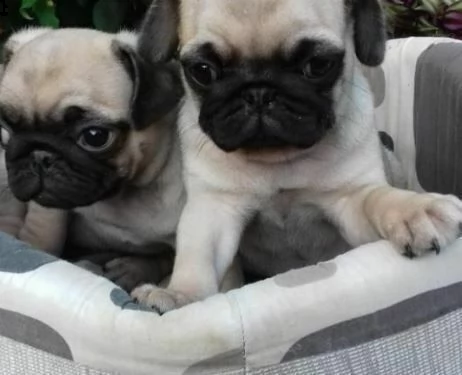 carlino, di due mesi e mezzo