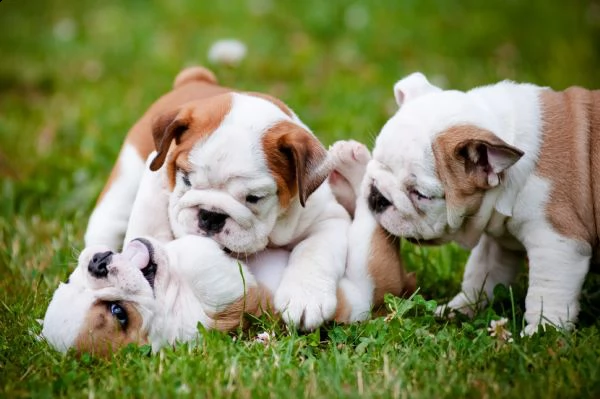 bulldog inglese ridotto! ultimi rimasti