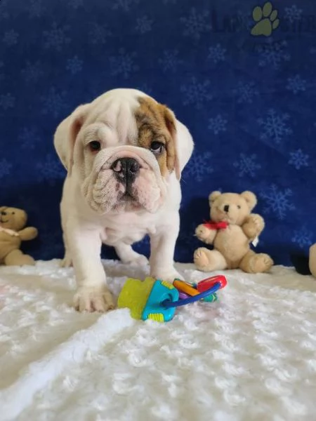 bulldog inglese 