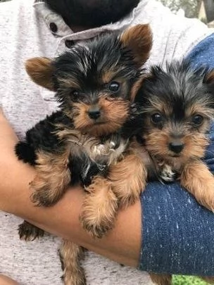 disponibili bellissimi cuccioli di yorkshire terrier