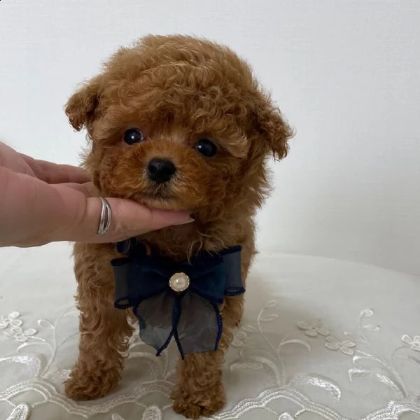  cuccioli di barboncino  femminucce e maschietti disponibili .