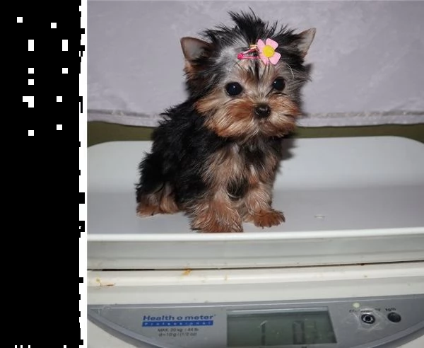 cucciolata di yorkshire terrier
