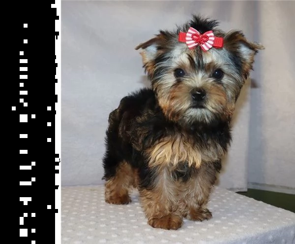 cucciolata di yorkshire terrier | Foto 1