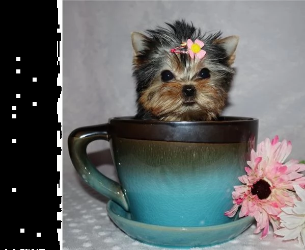 cucciolata di yorkshire terrier | Foto 0