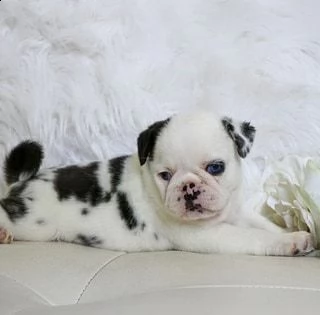 cucciolo di carlino mozzafiato | Foto 0