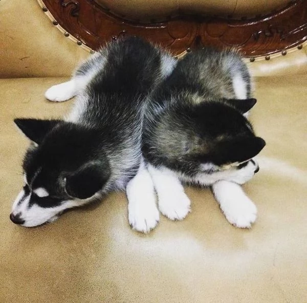 bellissimi cuccioli di husky siberiano. | Foto 0