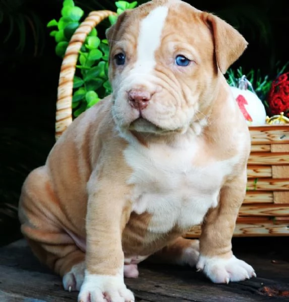regalo pit bull cuccioli meravigliosi ! nati in casa da nostri esemplari ipertipici carattere ottimo