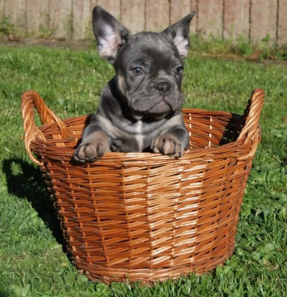 cuccioli di bulldog francese con pedigree enci | Foto 4