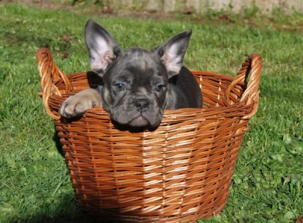 cuccioli di bulldog francese con pedigree enci | Foto 3
