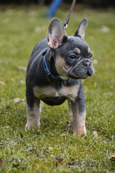 cuccioli di bulldog francese con pedigree enci | Foto 2