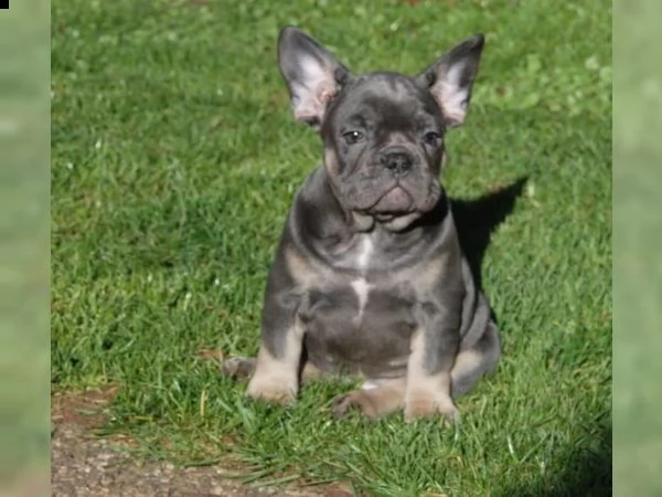 cuccioli di bulldog francese con pedigree enci | Foto 0