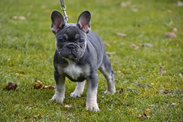 cuccioli bulldog francese pedigree enci