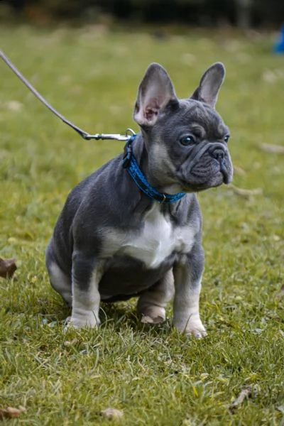 cuccioli bulldog francese pedigree enci | Foto 1