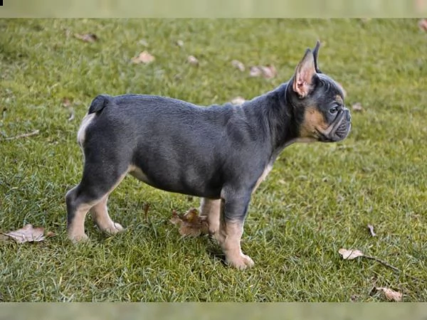 cuccioli bulldog francese pedigree enci | Foto 0