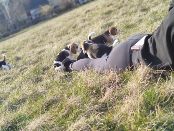 cucciolata di beagle altissima genealogia | Foto 3