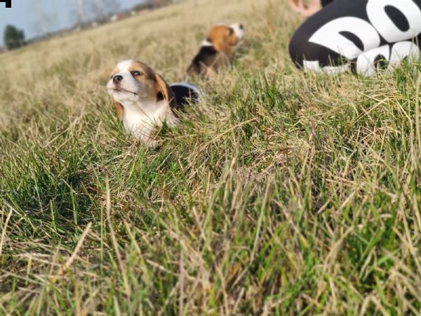 cucciolata di beagle altissima genealogia | Foto 2