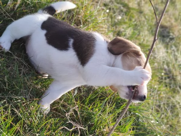 cucciolata di beagle altissima genealogia