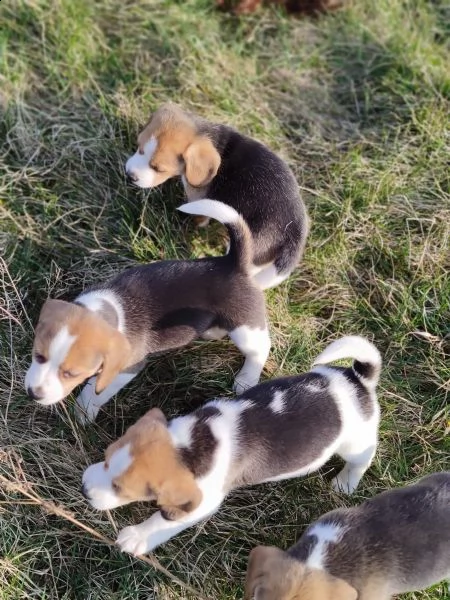 cucciolata di beagle altissima genealogia | Foto 0