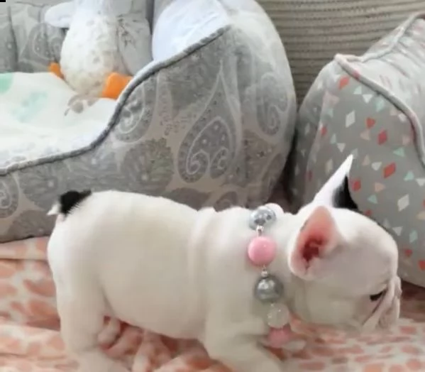  regalo bouledogue francese | Foto 0