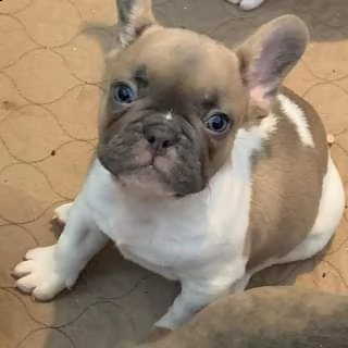stupendi maschi e meravigliose femmine bouledogue francese