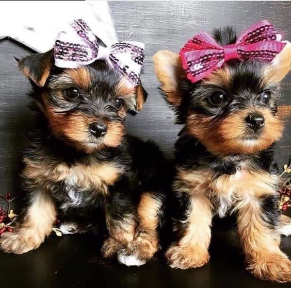   regalo yorkshire cuccioli meravigliosi ! 