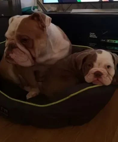 cuccioli di bulldog inglese