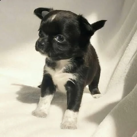 disponibili cuccioli di pelo liscio di prima classe | Foto 0