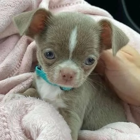 disponibili cuccioli di pelo liscio di prima classe