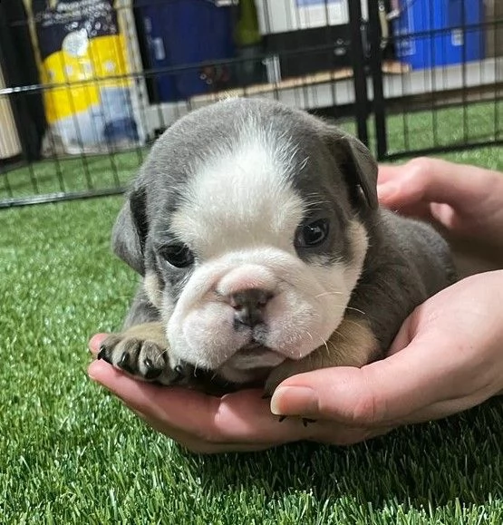 cuccioli bulldog inglese adozione | Foto 2