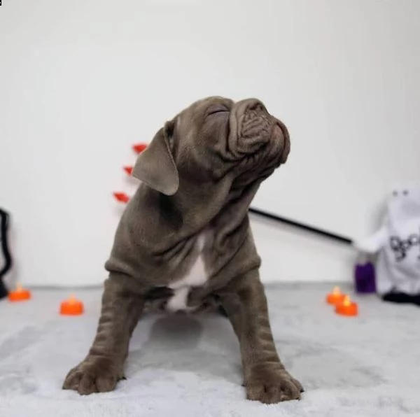 cuccioli bulldog inglese adozione
