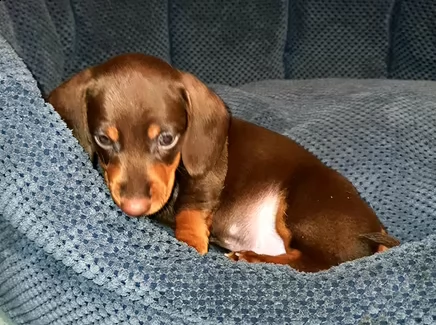 bassotto tedesco nana pelo corto | Foto 2