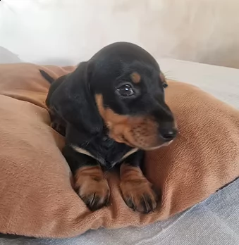 bassotto tedesco nana pelo corto | Foto 1