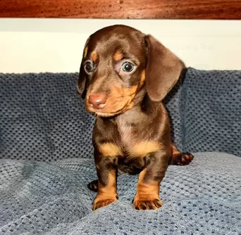 bassotto tedesco nana pelo corto | Foto 0