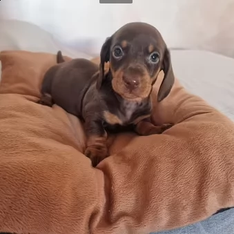 bassotto tedesco nana pelo corto