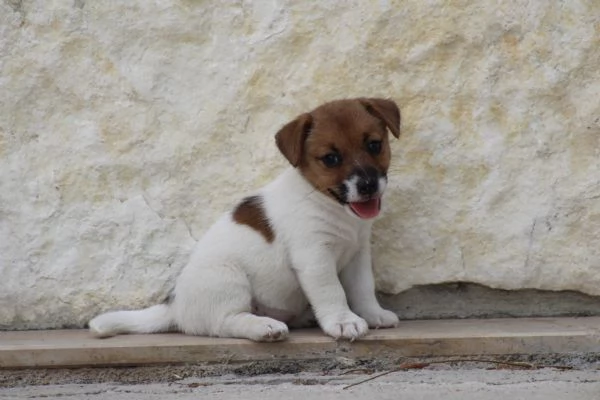 JACK RUSSELL TERRIER | Foto 4