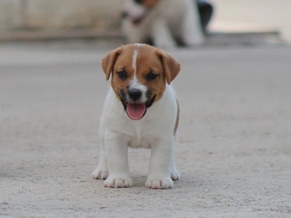 JACK RUSSELL TERRIER