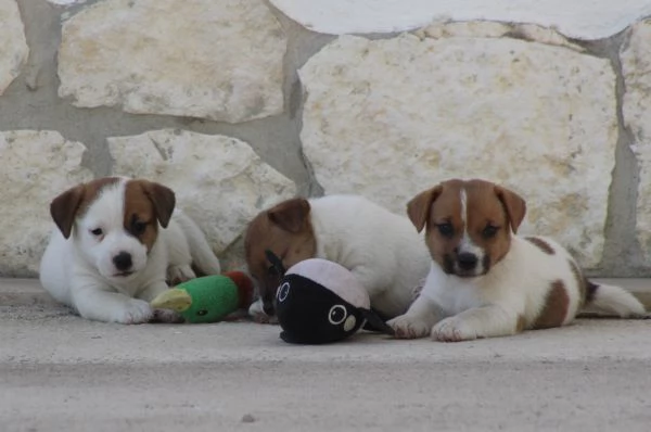 JACK RUSSELL TERRIER | Foto 3