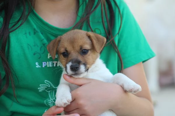 JACK RUSSELL TERRIER | Foto 2
