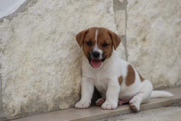 JACK RUSSELL TERRIER | Foto 1