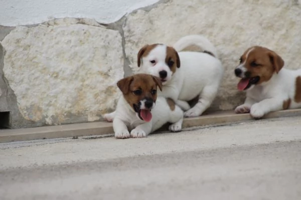 JACK RUSSELL TERRIER | Foto 0