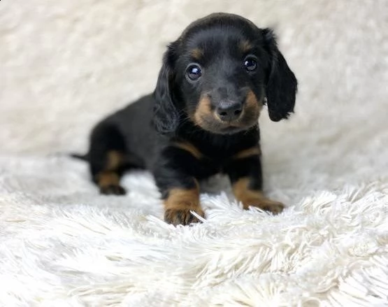 regalo bassotti cuccioli