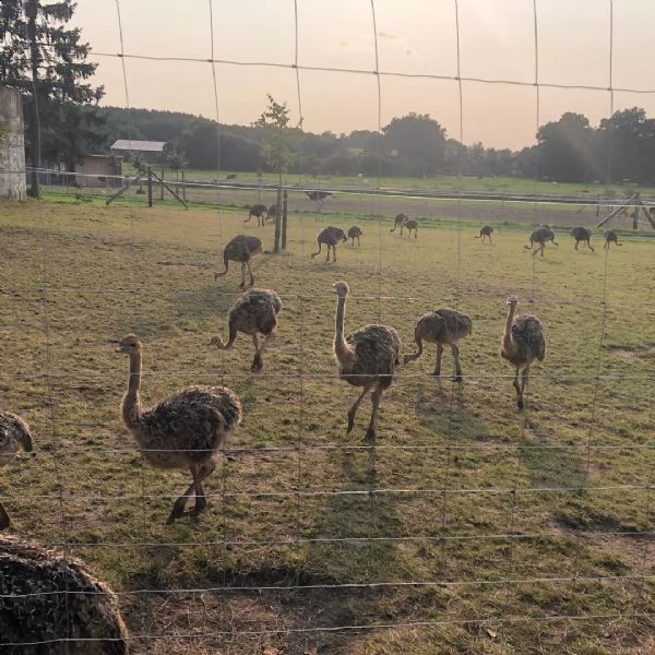 struzzo da allevamento abbiamo struzzo adulto, pulcini di struzzo e uova fertili | Foto 1