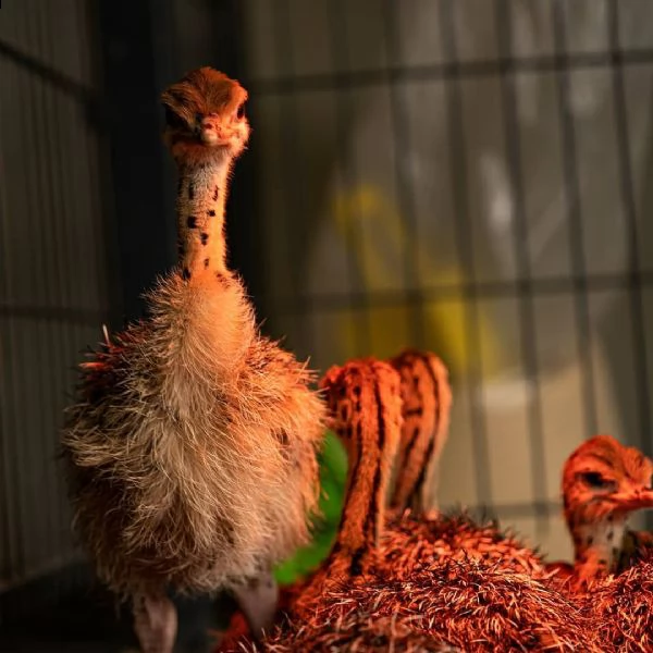 struzzo da allevamento abbiamo struzzo adulto, pulcini di struzzo e uova fertili | Foto 0