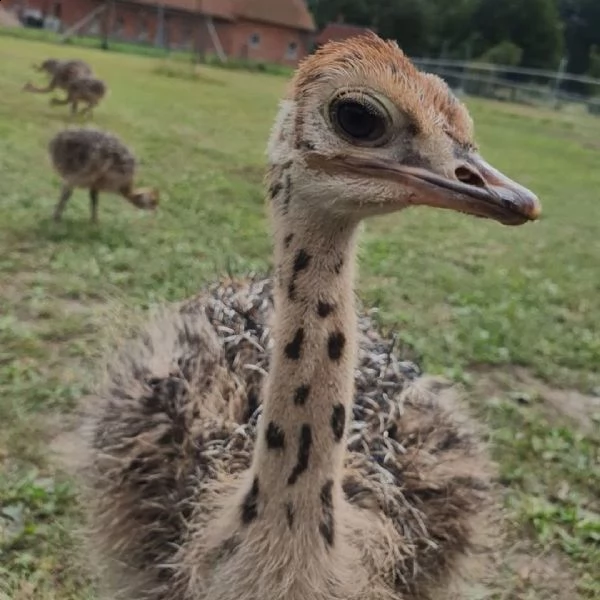 struzzo da allevamento abbiamo struzzo adulto, pulcini di struzzo e uova fertili
